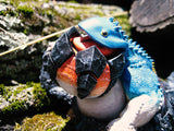 Dodogama figure